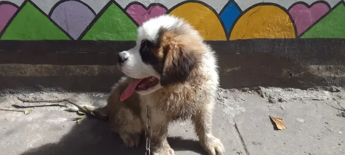 CÃO SÃO BERNARDO 3 MESES R$2.500,00