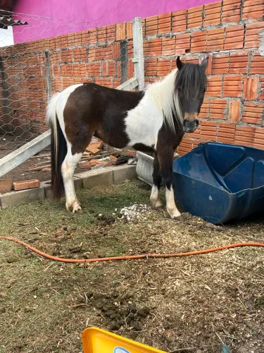 Pônei fêmea