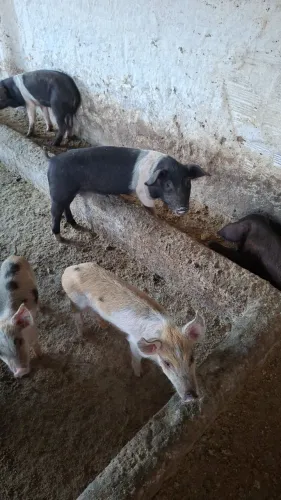 Vendo porcos para recria!!!