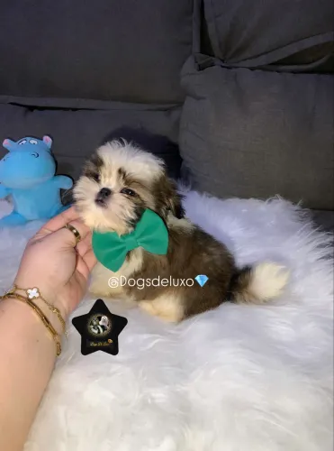 Baby Shih-Tzu a pronta entrega! Com pedigree.