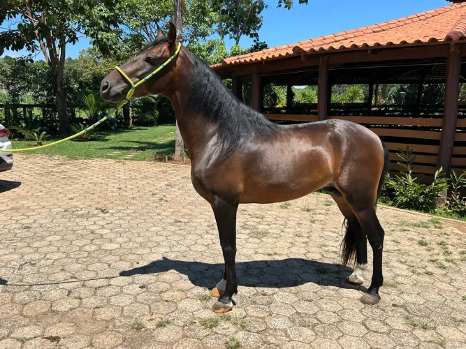 Vendo cavalo mangalarga marchador
