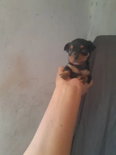 Cachorra pinscher pra vender