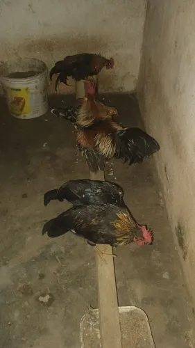 GALOS GARNISÉ 