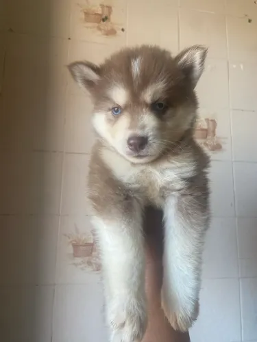 Husky siberiano puros