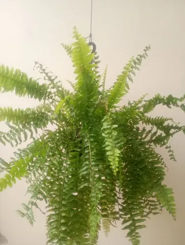 Vendo todas essas lindas plantinhas de sombra 