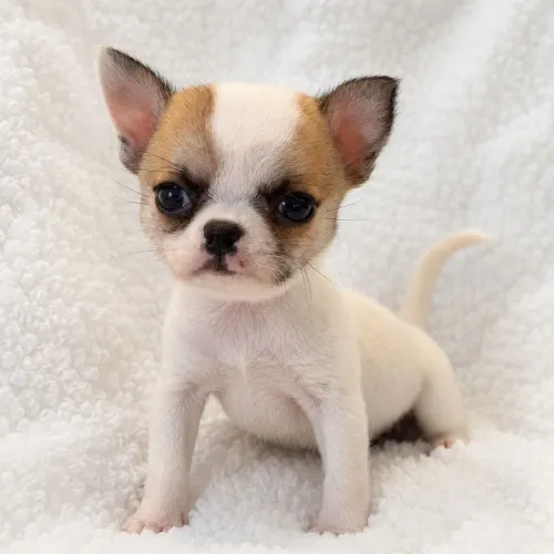 Chihuahua pelo curto micrissimo pronta entrega