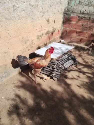 Frango Filho De Índio Gigante