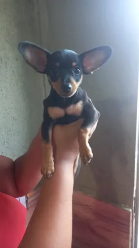 Cachorrinho Pincher
