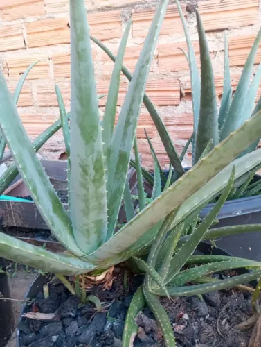 Muda de babosa/aloe Vera.