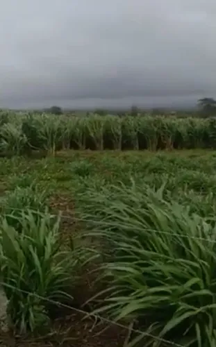 APROVEITE AS TROVOADAS E PLANTE BRS CAPIAÇU E KURUMI