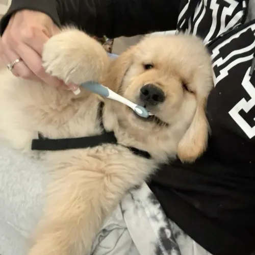Golden Retriever charmoso