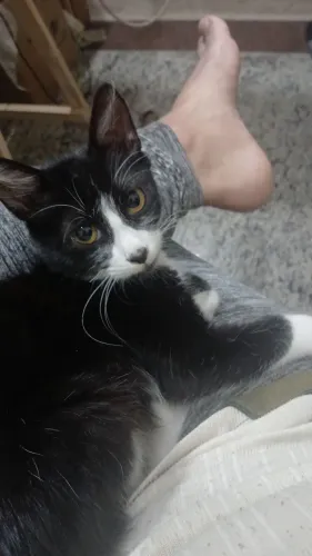 Adoção gata 3 meses