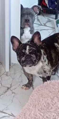 Bulldog Francês Merlin