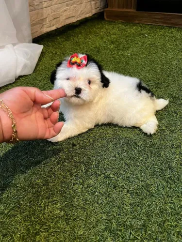 Shih Tzu carinhoso