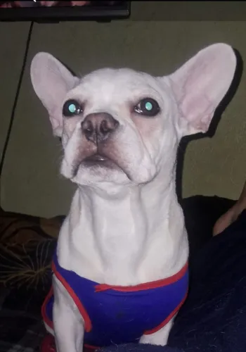 Buldogue Francês