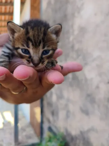 Gatos
