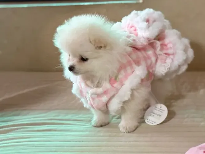 Cachorro Lulu da Pomerania leve mais amor para dentro de casa