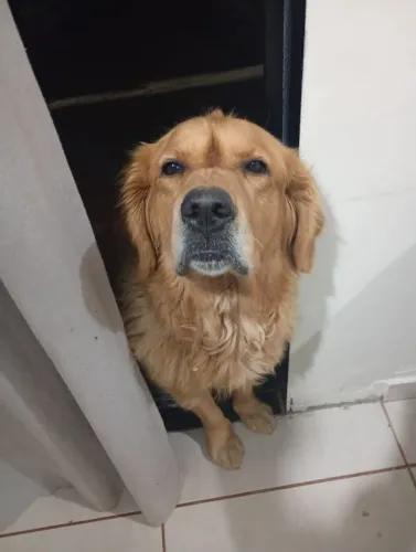 Cachorro Golden fêmea doação