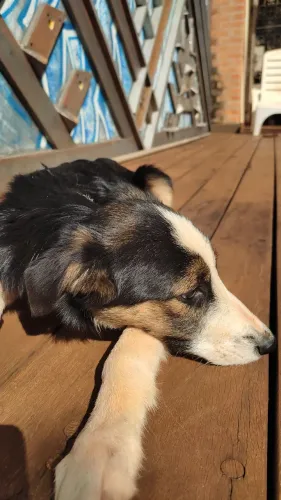 Filhote de Border Collie - Macho a doação.