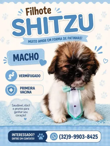 Filhotes Shitzu 