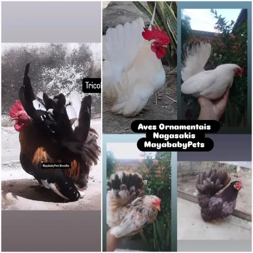 Nagasaki = Frango Macho Branco