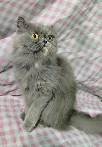 Gata persa