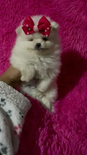 Fofinhos Lulu