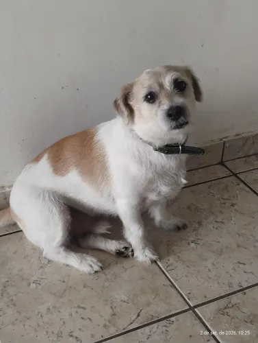 Cachorro Shih Tzu Branco com manchas marrom (Não Adestrado)