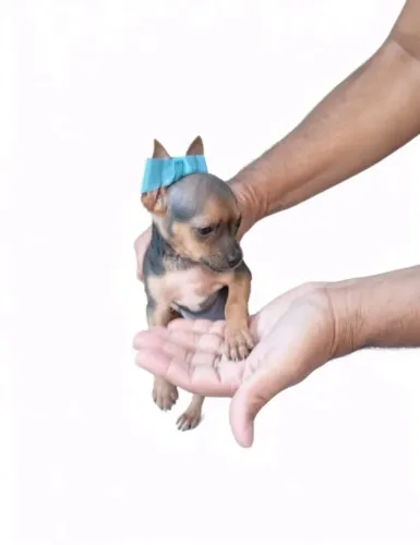 Pinscher pequeno muito carinhoso