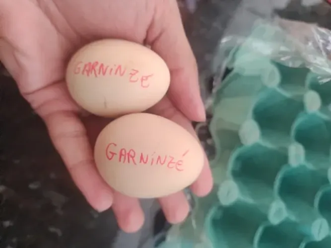 Ovos de garninze galados, mestiço com galo Sedoso(silkie)