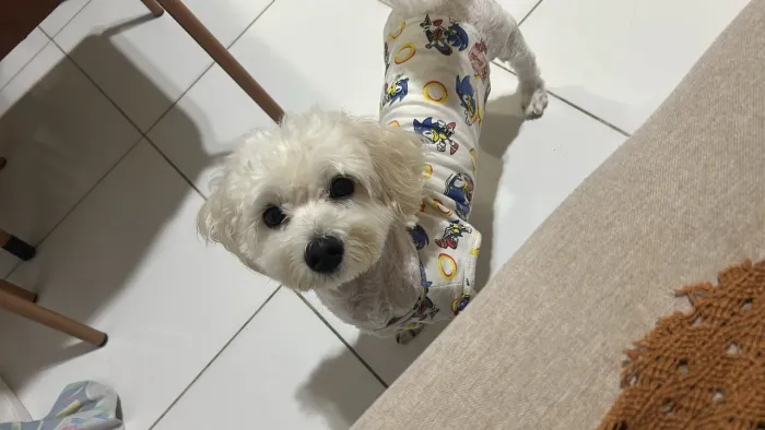 Maltês macho para cruzar