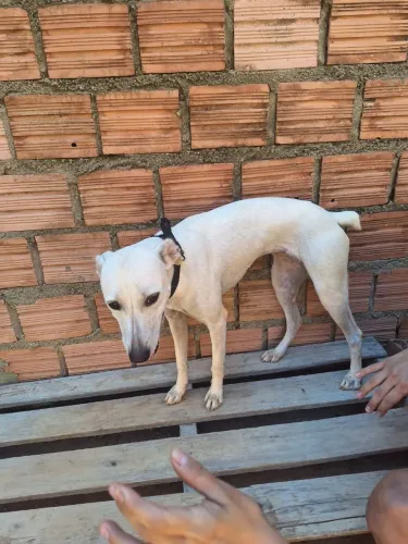 Doação de filhote