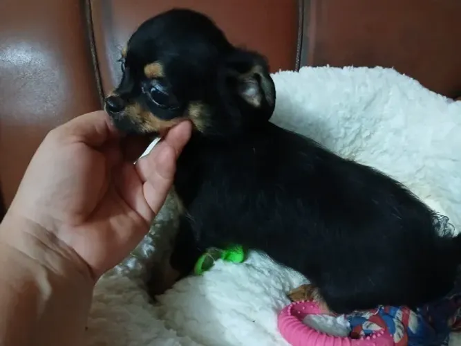 chihuahua