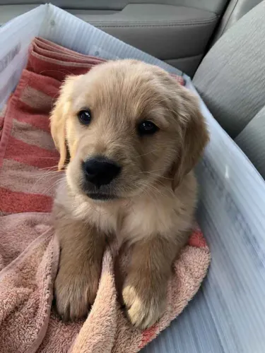 Filhote Golden Retriever, Seu novo parceiro de aventuras já está pronto para te conhecer