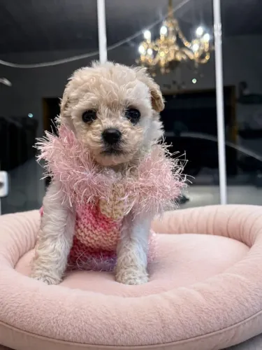 Poodle micro toy