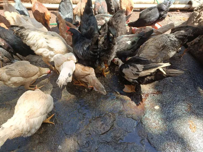 Galinhas e galos de raça ! Patos e pintinhos