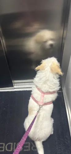 Doação de cachorro