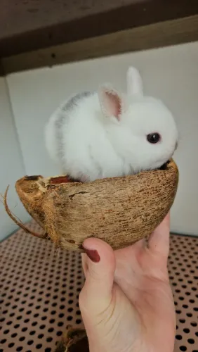 Coelho ANÃO para pet