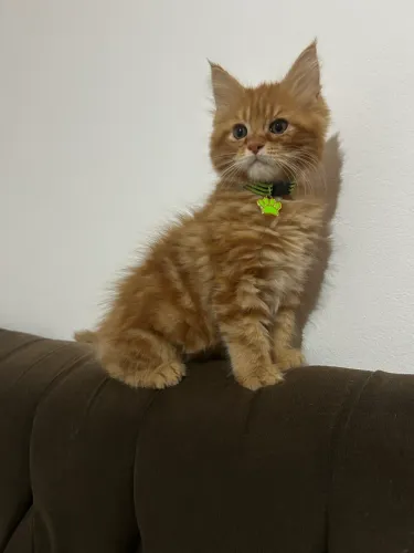 Maine Coon