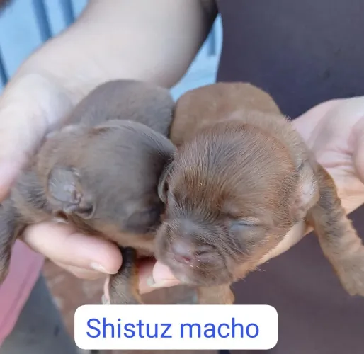 Shitzu macho chocolate