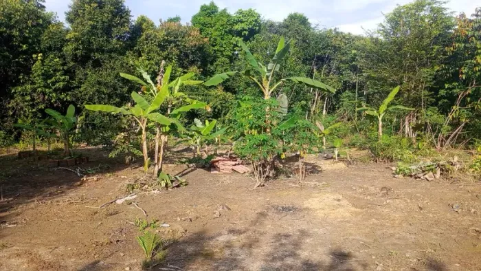 Terreno à Venda: 50 m de largura e 750 de comprimento
