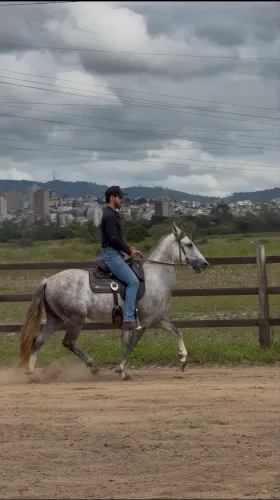 Cavalo castrado