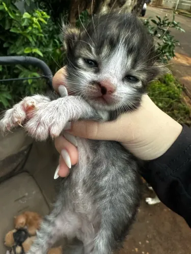 DOAÇÃO GATOS FILHOTES