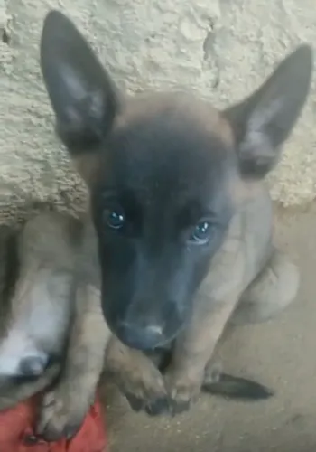 Cães Pastor e Belga