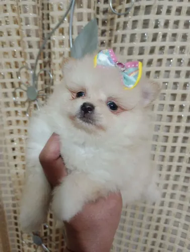 Spitz Alemão Anão macho em 10x no Cartão. Pedigree e vacina.
