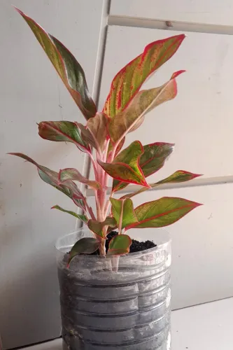 Planta Aglaonema Red