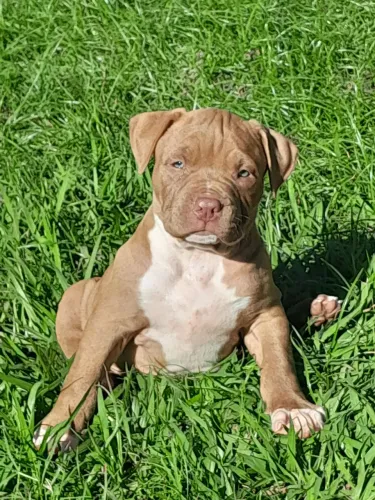 Vende se Pit monster 