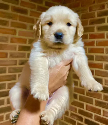 Golden retriever