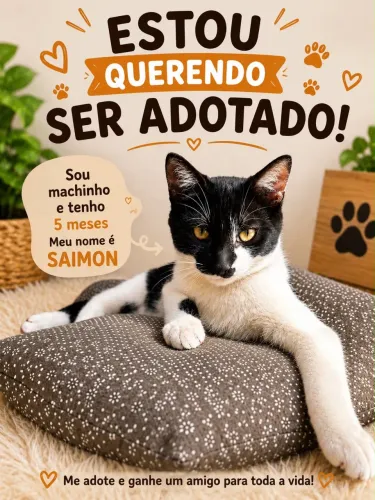 Gatinhos para doação 