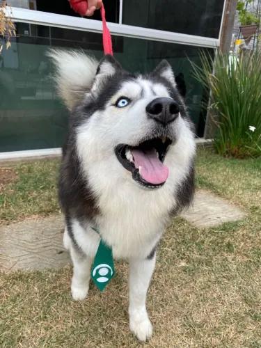 Husky siberiano procurando namorada !